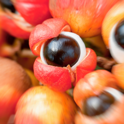 Guarana