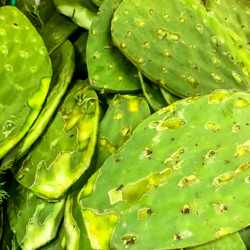 Nopal (figuier de Barberie)